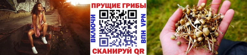 Псилоцибиновые грибы Psilocybe  omg ССЫЛКА  Ершов 
